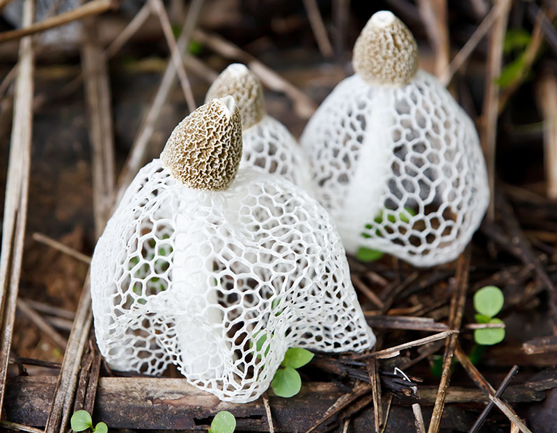 フカヒレスープ